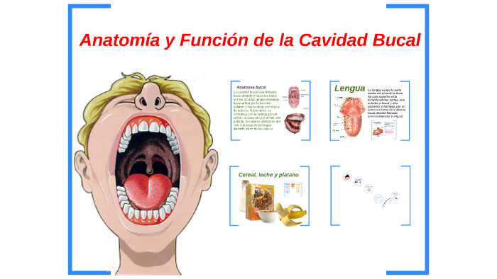 Cavidad Bucal Partes