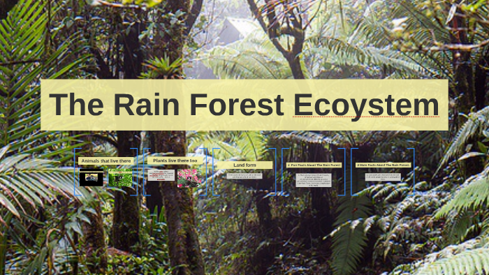 The Rain Forest Ecoystem by christine rodeiro on Prezi