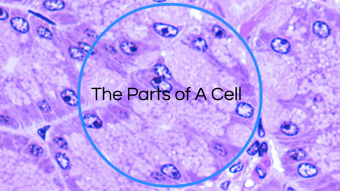 parts-of-a-cell-by-brandi-martz