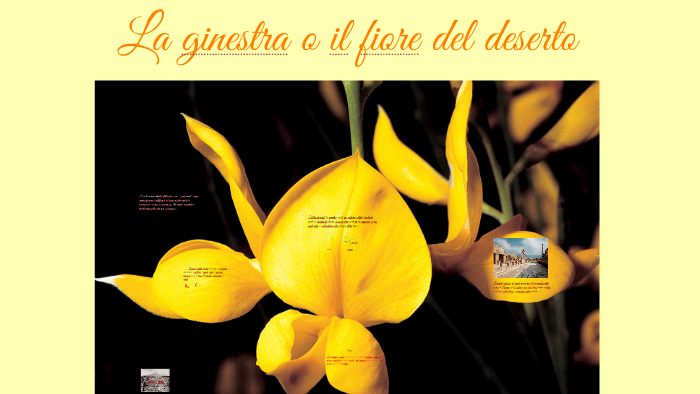 La ginestra o il fiore del deserto by Rachele Vincenzi on Prezi