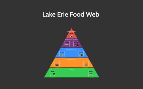 Lake Erie Food Web by Ronnie Burnside on Prezi