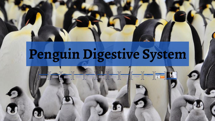 Penguin Digestive System by Carson Humbert