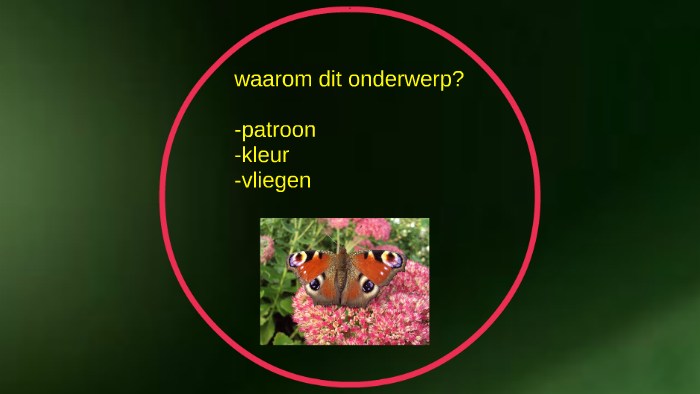 Spreekbeurt Vlinders By Kiana Huitema On Prezi