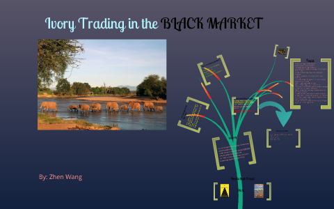 Ivory Trading In The BLACK MARKET By Zhen Wang On Prezi   Q2xzwnppyf4lc4jz43gianny5p6jc3sachvcdoaizecfr3dnitcq 3 0 