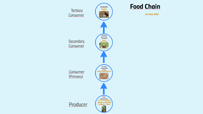 Food Chain for Pangolin by Hayes Miller on Prezi Biology Diagrams