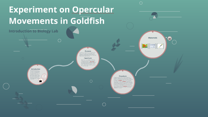 Experiment On Opercular Movements In Goldfish By Kennedy Corey On Prezi Experiment On Opercular Movements In Goldfish By Kennedy Corey On Prezi