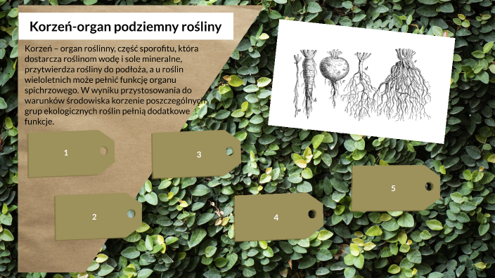 Korzeń-organ podziemny rośliny by Wiktoria Kuczyńska on Prezi