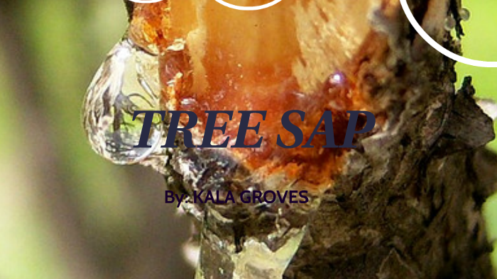 tree sap by kala groves prezi