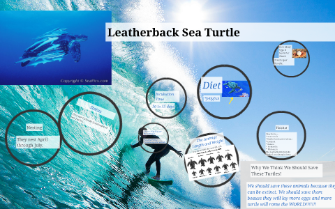 Leatherback Sea Turtle by Ali-Shan Stucker on Prezi