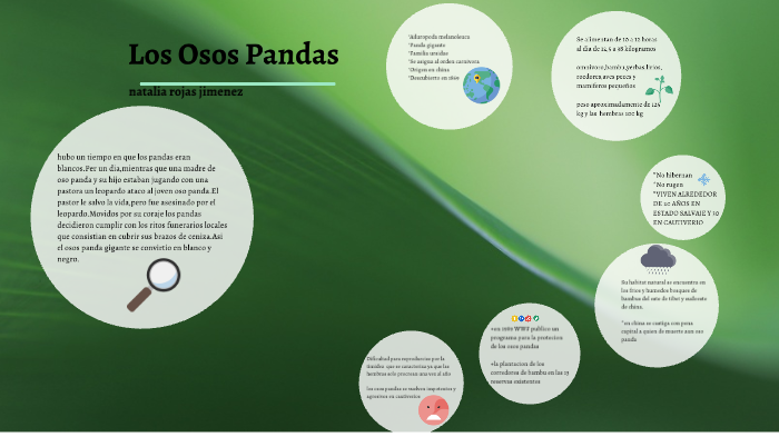 Osos Pandas By Natalia Rojas Jimenez On Prezi