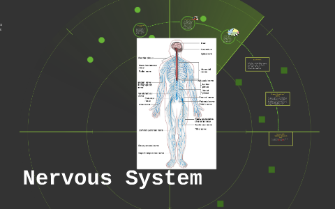 Nervous System by Tyler V on Prezi