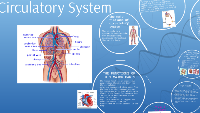 circulatory system fun facts