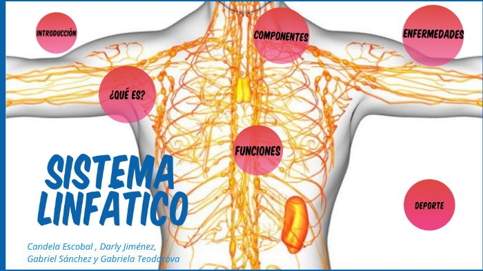 Sistema Linfático By Anatomia Thader On Prezi