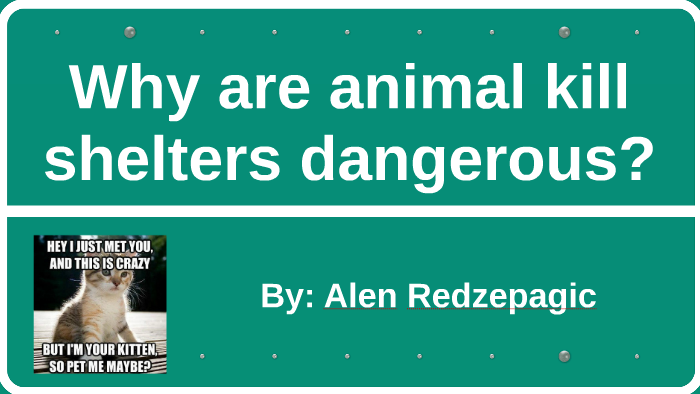 why-are-animal-kill-shelters-dangerous-by-alen-redzepagic