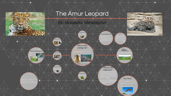 The Amur Leopard by Alexandra Morningstar on Prezi