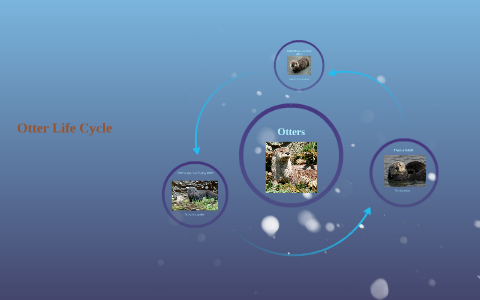 Otter Life Cycle by Peyton W on Prezi