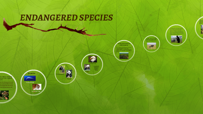 ENDANGERED SPECIES by on Prezi