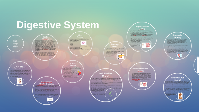Digestive System by Louisa Zhang on Prezi