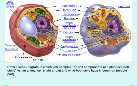 Plant Cell With Central Vacuole Diagram - Aflam-Neeeak