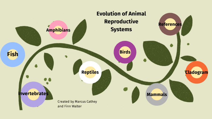 Animal reproductive systems by Finn Walter on Prezi Next