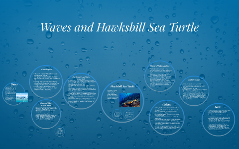 Hawksbill Sea Turtle by Hannah Lewski on Prezi