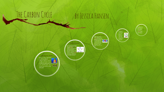 The Carbon Cycle by jessica hansen on Prezi