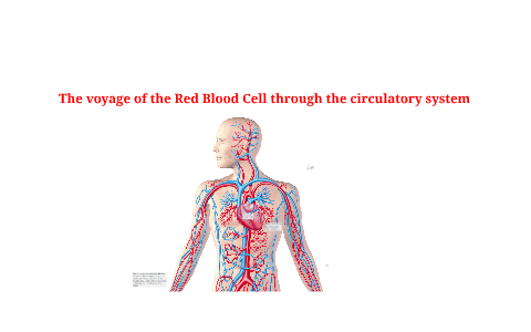 Red Blood Cell Super-Highway: Navigating the Cardiovascular System - Ask  The Scientists