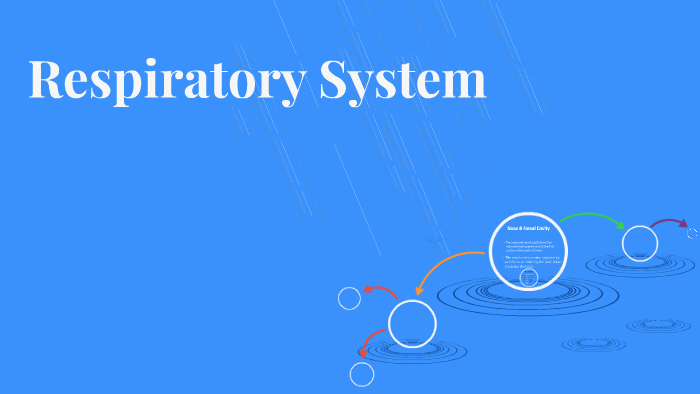 Respiratory System by kelsey clemmons on Prezi