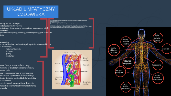 UkŁad Limfatyczny CzŁowieka By A Ga On Prezi