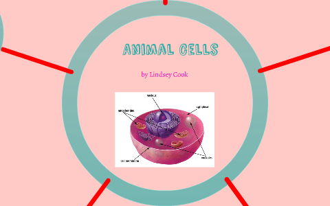 Animal Cells by Lindsey Cook on Prezi