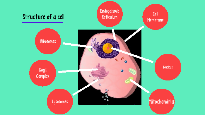 Structure Of A Cell by Mary Ann Jones on Prezi