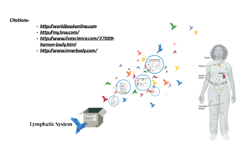 Lymphatic System by Cole Storey on Prezi