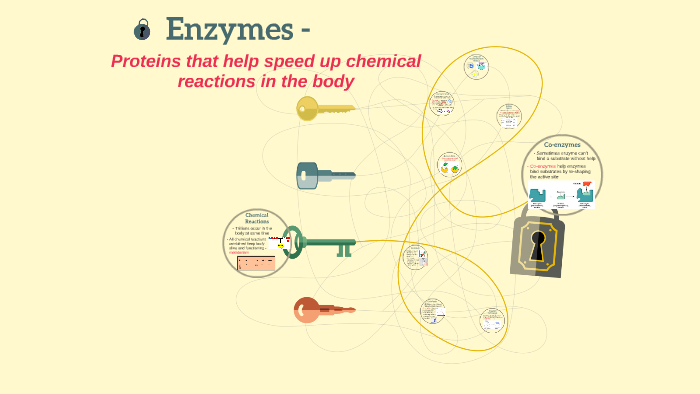 enzymes in the body