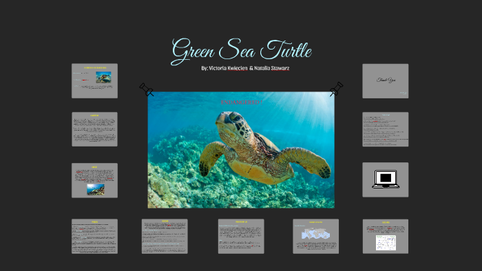 Green Sea Turtle by victoria kwiecien on Prezi