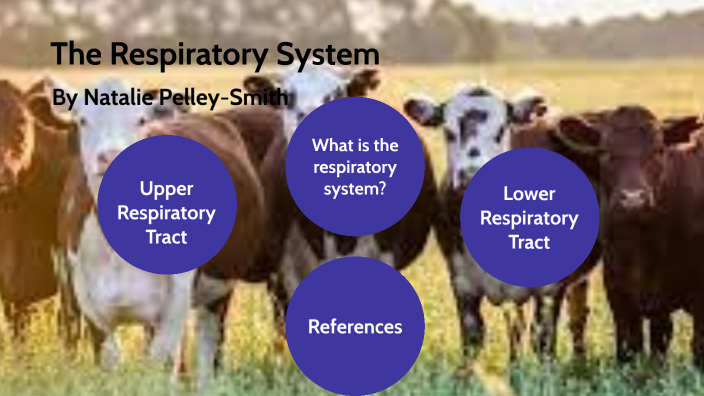 The Respiratory System by Natalie Pelley-Smith on Prezi