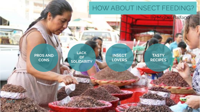 Miguel Insect How about insect feeding? by Miguel B on Prezi