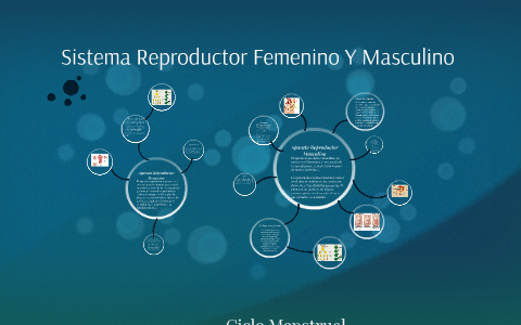 Sistema Reproductor Femenino Y Masculino By Santiago Beltran Ulloa