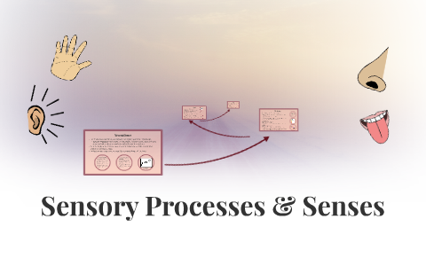 Sensory Processes & Senses by Morgan Brockman on Prezi