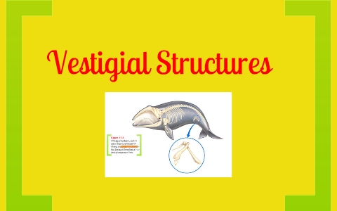 Vestigial Structures In Animals