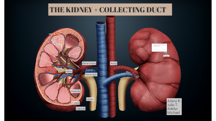 The Kidney / Collecting Duct by Ailany Rodriguez on Prezi