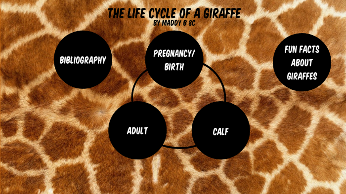 Giraffe Life Cycle For Kids