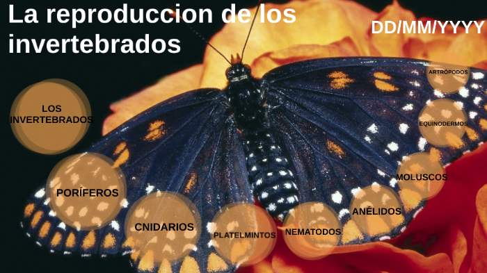 La reproduccion de los invertebrados by Sandra Pérez Mesa on Prezi