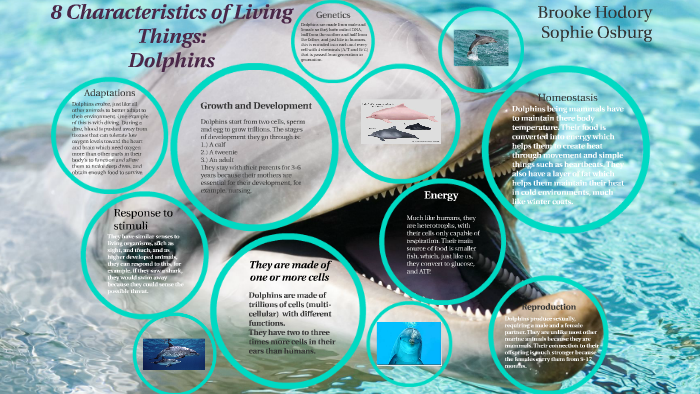 The 8 Characteristics Of Living Things Dolphins By Sophie Osburg
