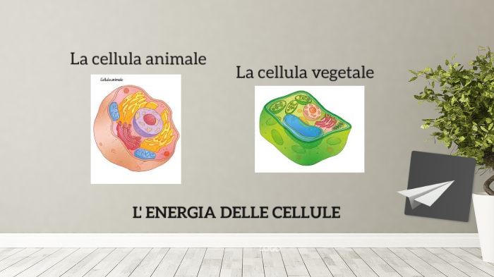 la cellula by sofia bossi on Prezi