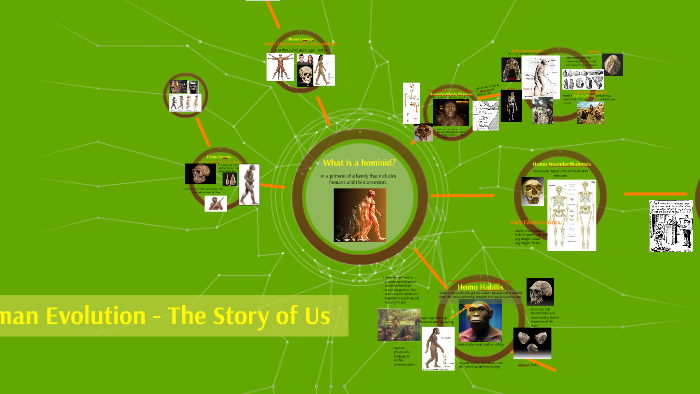 Human Evolution by on Prezi
