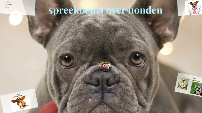 Spreekbeurt Over Honden By Jack L