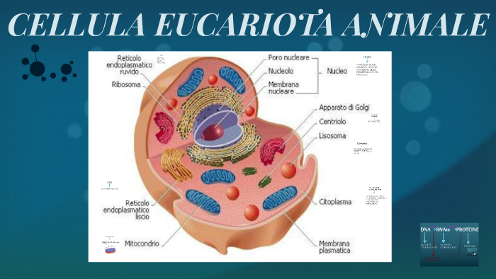 CELLULA EUCARIOTA ANIMALE by Paola Lodetti on Prezi