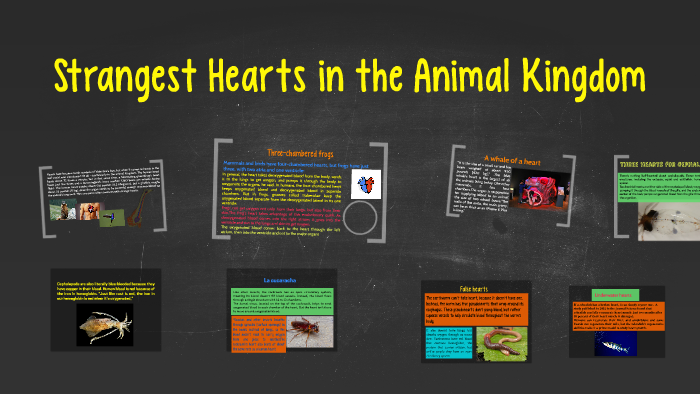 Strangest Hearts in the Animal Kingdom by SSS SS