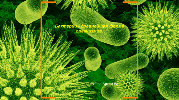 Проект по биологии на тему бактерии древнейшая форма организмов