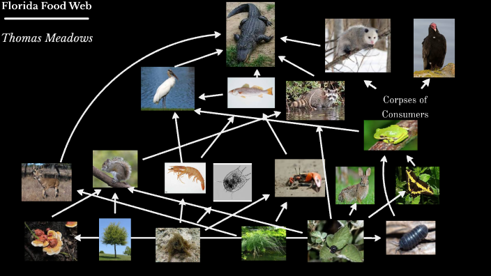 Florida Food Web by Thomas Meadows on Prezi